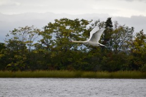 DSC_0317