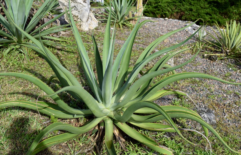 Botanical Gardens visit