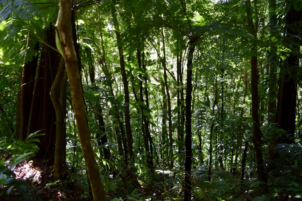 so much green, about 10% of sunlight hits the forrest floor