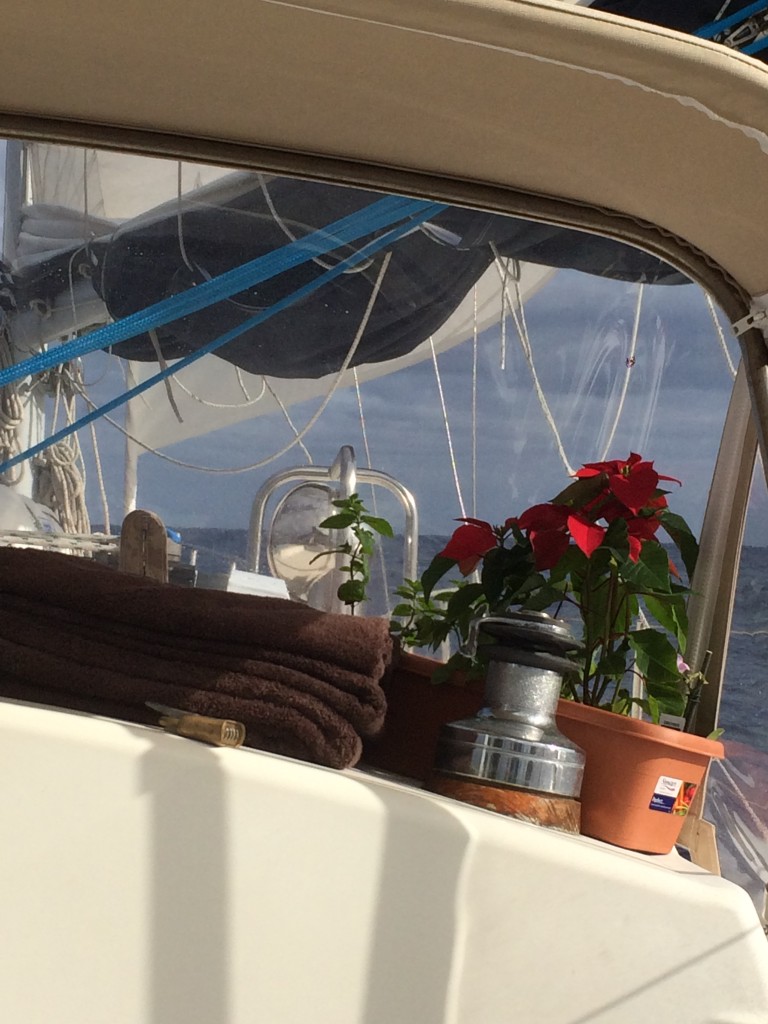 Our "Christmas Garden" Looks good without salt water... No gasket around the windward water plug allowed for our fresh water to become corrupted with salt water over the course of the passage... The plants fought valiantly