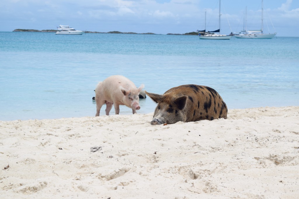 I don't get why birds are so angry with pigs