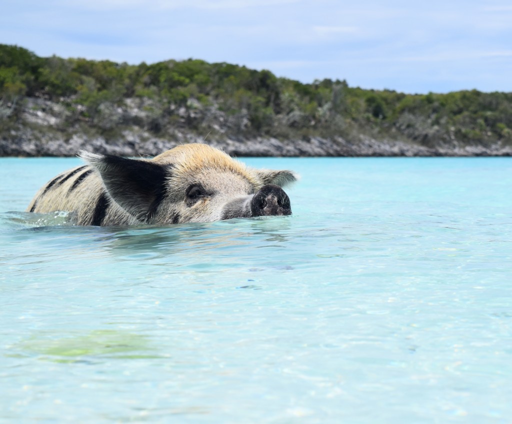 Swimming. This pig is swimming!