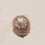 we found this thing in the sand.. it moves.