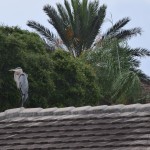 giant grey heron